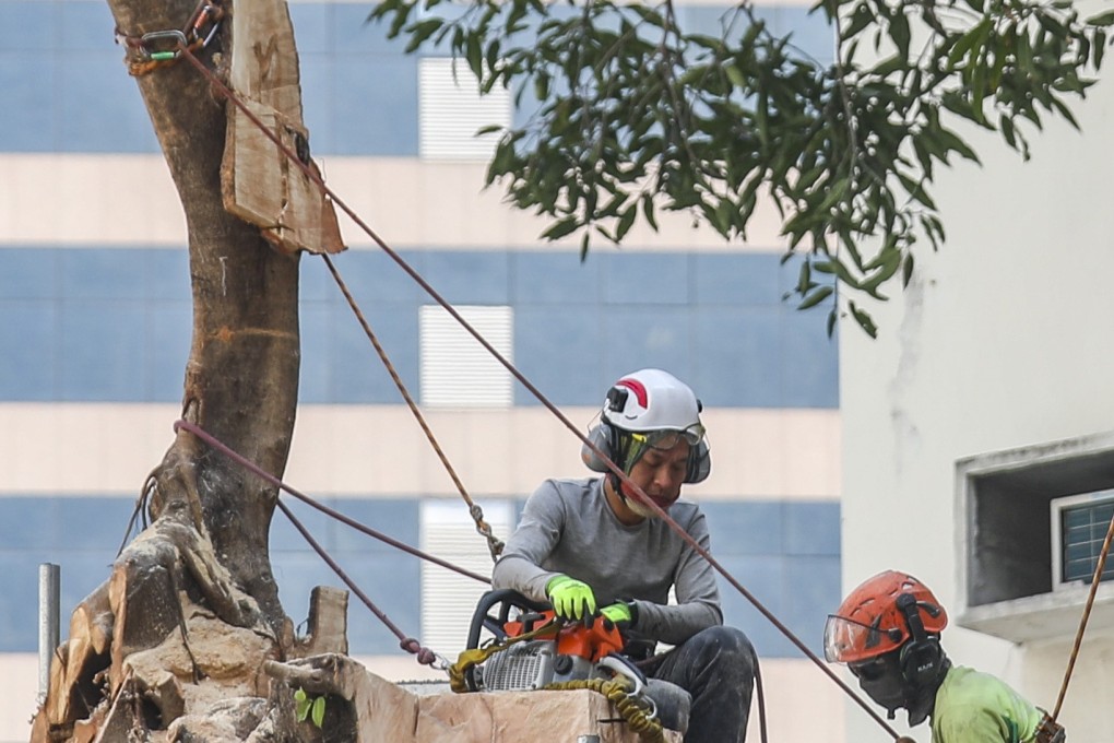 All that remains of a century-old Chinese banyan in Central. Photo: Xiaomei Chen