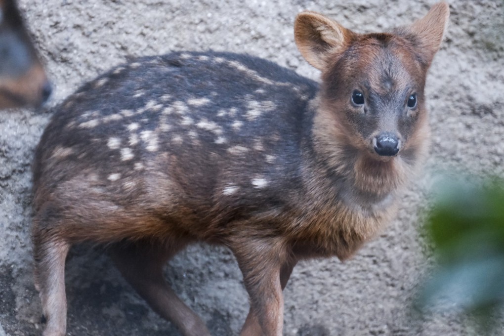 A baby pudu named Haechan inside his enclosure at the Los Angeles Zoo on Thursday. Fans of a Korean pop star raised more than US$2,000 to name the baby deer after the singer. Photo: AP
