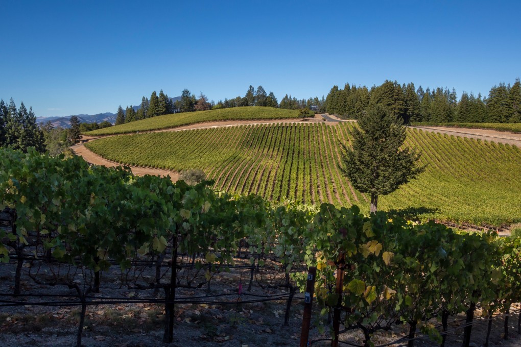 Vineyards in Diamond Mountain, California.