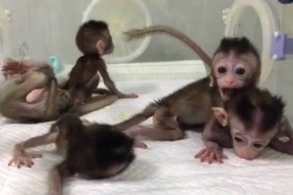 The monkeys were born with an identical man-made genetic mutation. Photo: Chinese Academy of Sciences