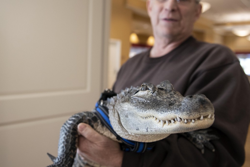 Joie Henney holds up Wally, his emotional support alligator, at the SpiriTrust Lutheran Village in York, Pennsylvania. Henney did not want to go on medication for depression. Photo: AP
