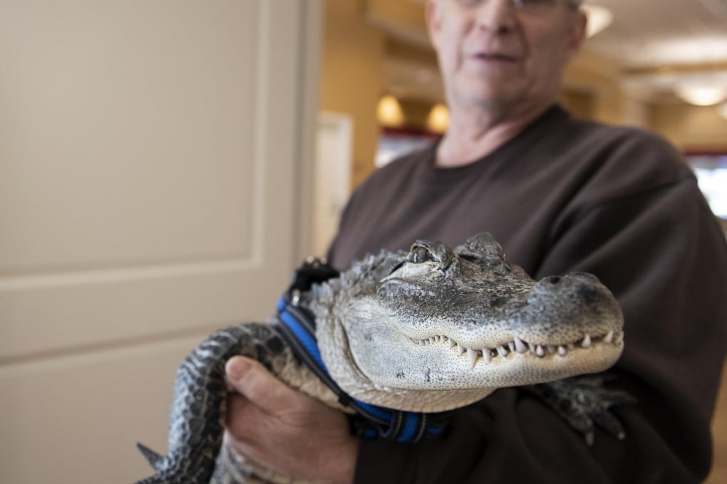 Joie Henney holds up Wally, his emotional support alligator, at the SpiriTrust Lutheran Village in York, Pennsylvania. Henney did not want to go on medication for depression. Photo: AP