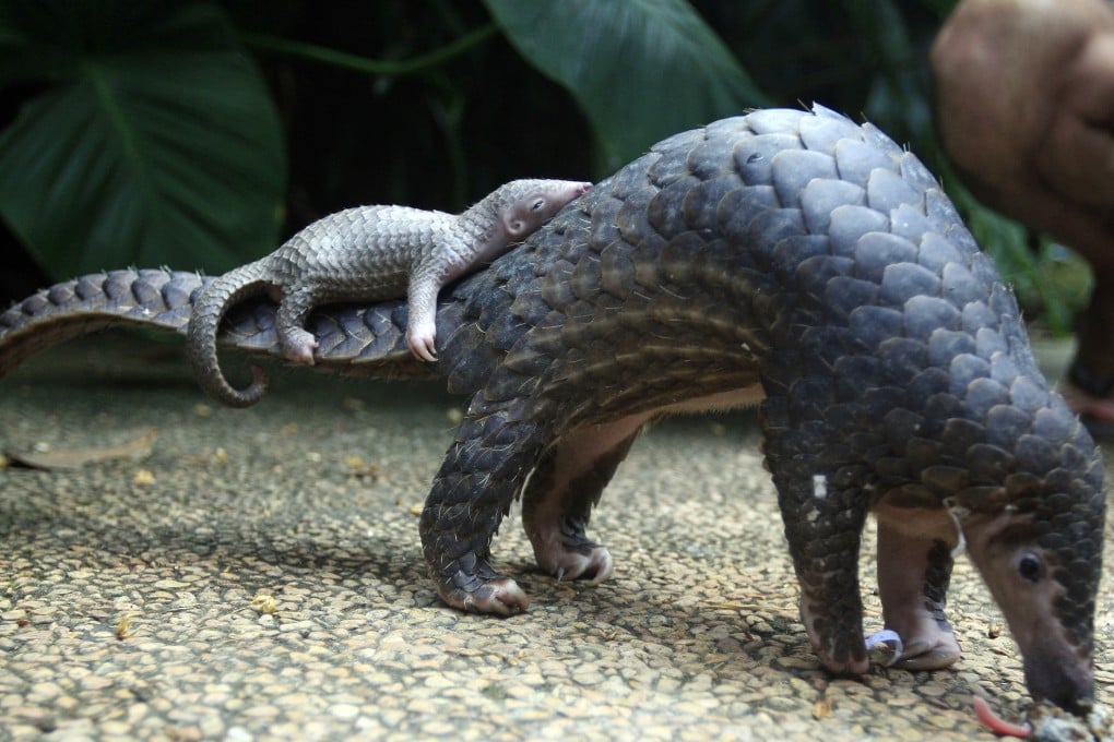 Pangolin seizures have been reported all over China but what is done with them after they are found is not always clear. Photo: AP