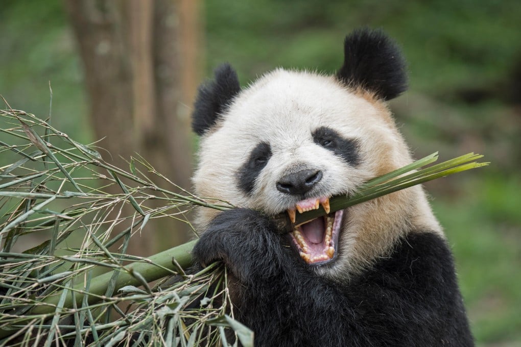 Pandas’ self-repairing teeth help them to eat large quantities of bamboo. Photo: Alamy Stock Photo