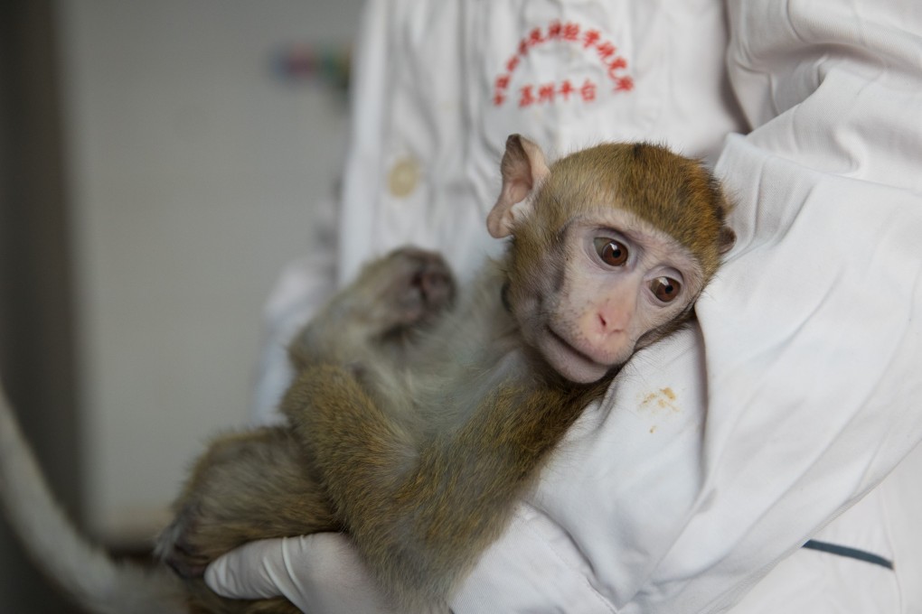 The gene-edited macaque with circadian rhythm disorders from whom five monkeys were cloned at a research institute in Shanghai. Photo: Xinhua