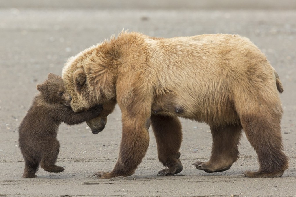 A three-year-old boy missing for two days in North Carolina, US, claims a bear kept him safe in freezing conditions before he was rescued. Photo: Klaus Nigge