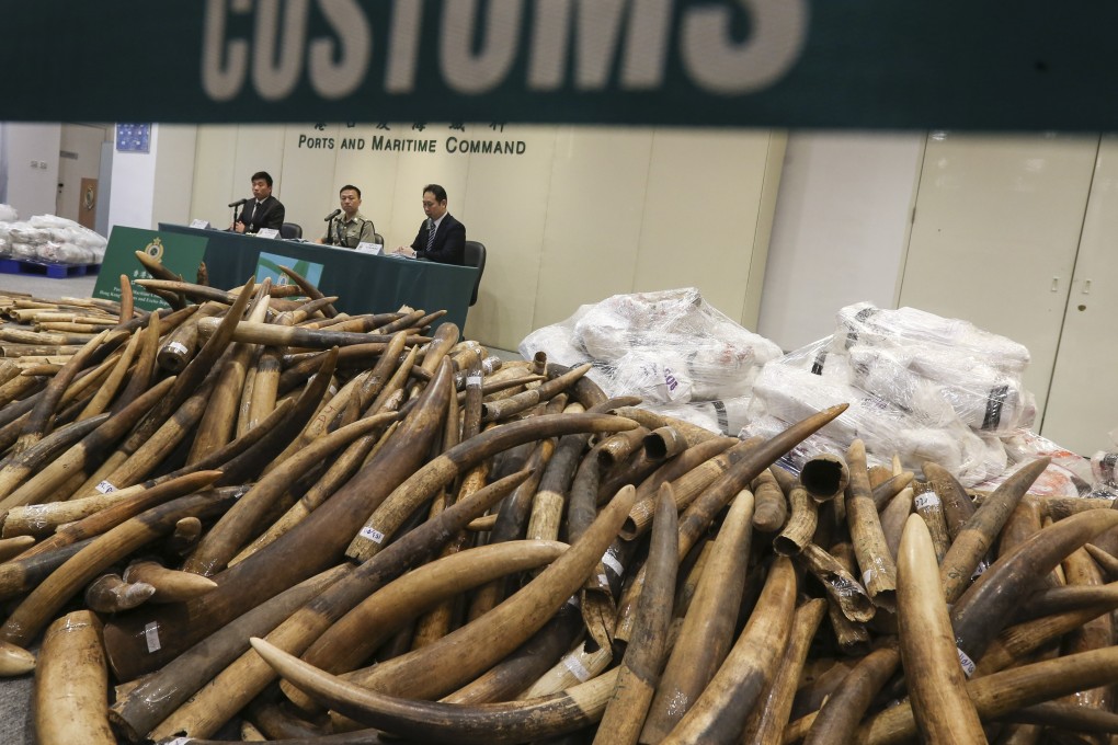 Hong Kong customs found 7.2 tonnes of tusks in a shipment of frozen fish in 2017. Photo: Dickson Lee