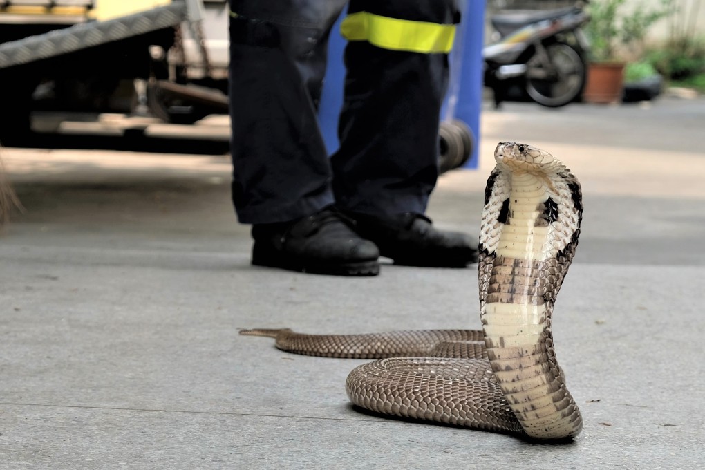 A monocled cobra slithering on the ground of Thai firefighter Pinyo Pukpinyo’s station in northern Bangkok. Photo: Tibor Krausz