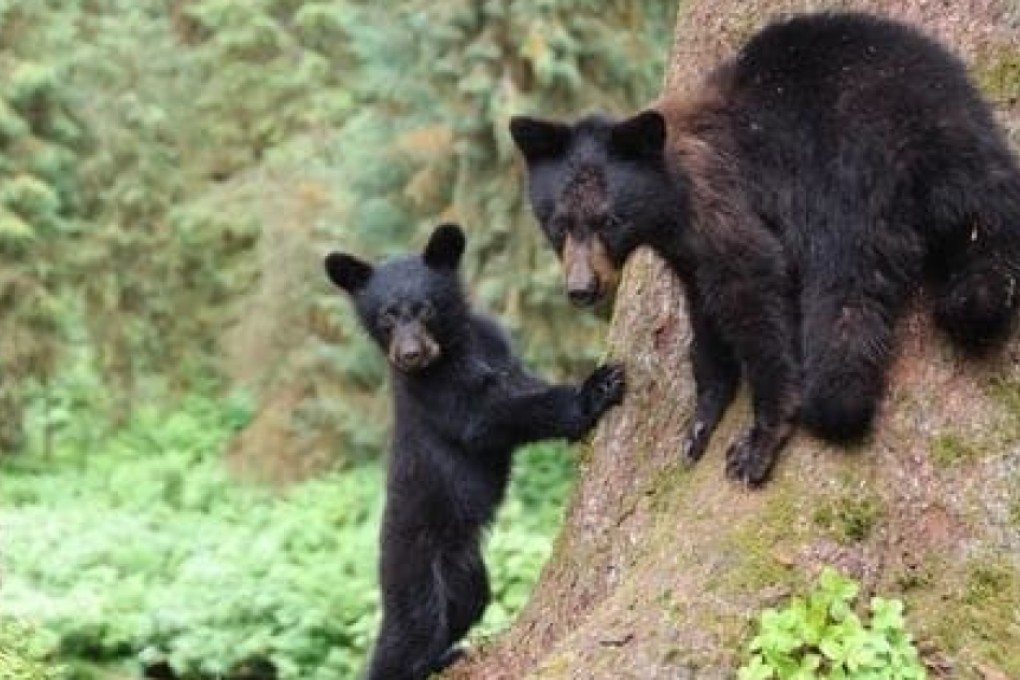 A black bear sow and cub. Photo: The Washington Post