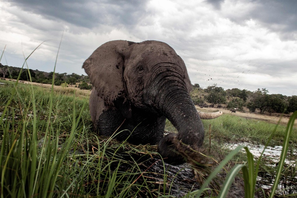 An elephant splashes in the waters of the Chobe river in Botswana Chobe National Park in 2015. Ninety elephant carcasses were discovered in Botswana with their tusks hacked off, a charity said in September last year, in what was believed to be one of Africa’s worst mass poaching sprees. Photo: AFP