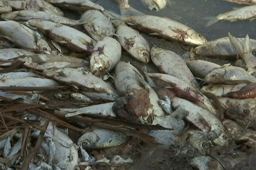 Dead fish along the Darling River bank in Menindee, New South Wales, Australia. Another mass fish kill has been reported in the same area. Photo: AP