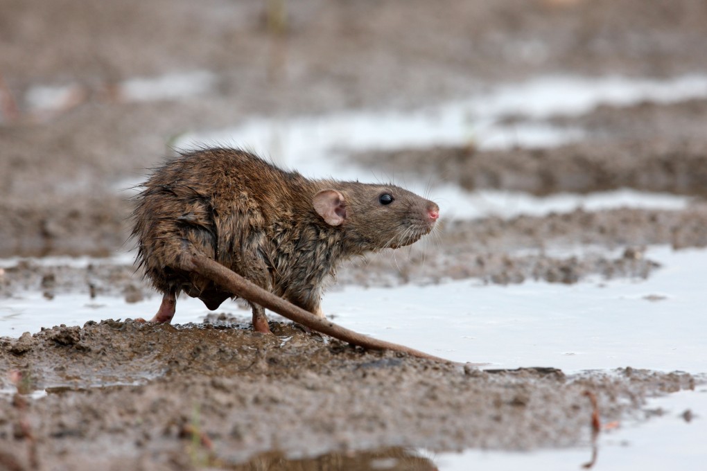 A file photo of a brown rat. Photo: Alamy Stock Photo
