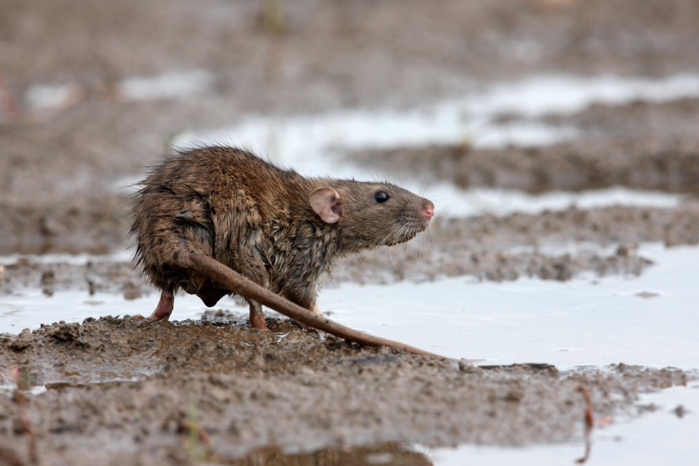 A file photo of a brown rat. Photo: Alamy Stock Photo