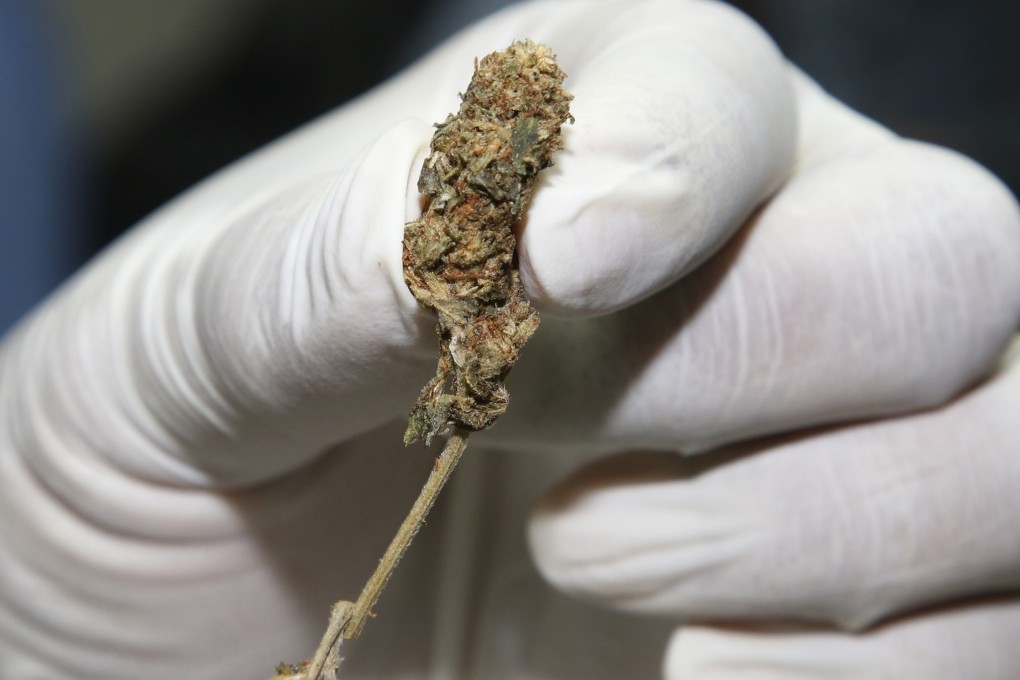 The military government issued a special executive order to revoke all pending patents that involve cannabis. Photo: AP