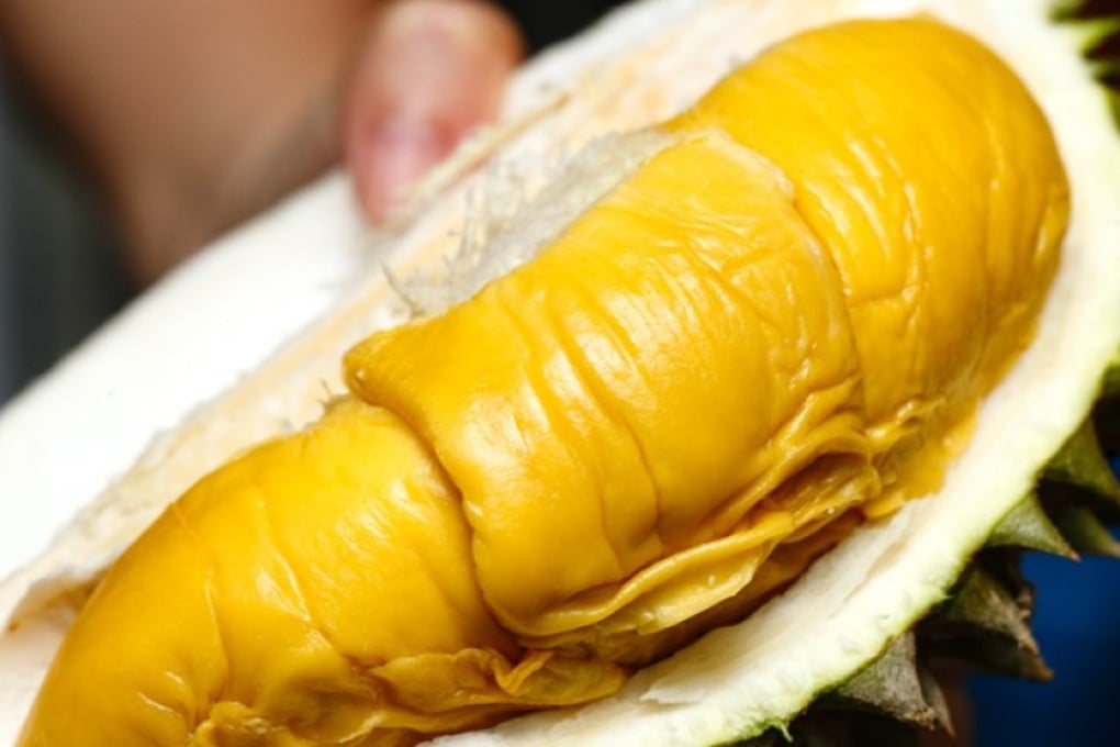 Durian hybrid Musang King is also known as ‘mao shan wang’ (sleeping cat) due to the shape of the freshly opened fruit. Photo: Vkeong.com