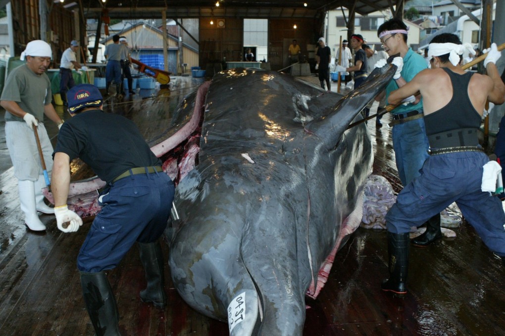 Fishermen dissecting a Baird’s beaked whale at WADA port in Minamiboso. Photo: AFP