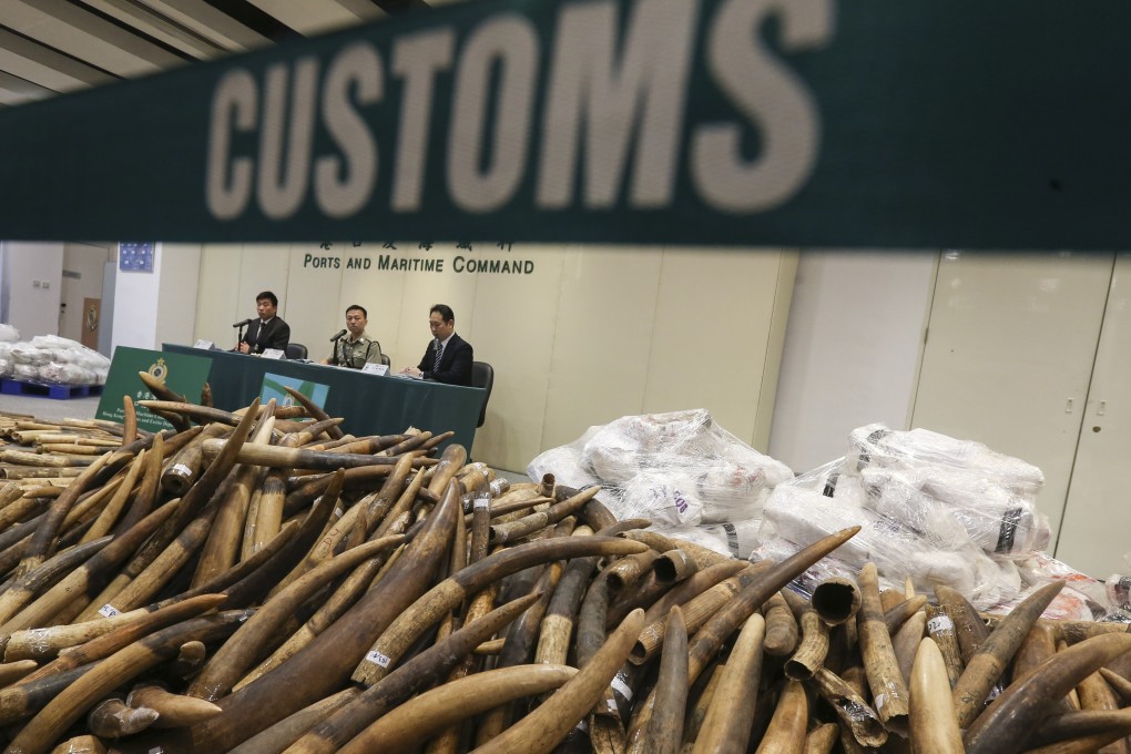 Hong Kong customs found 7.2 tonnes of tusks in a shipment of frozen fish in 2017. Photo: Dickson Lee