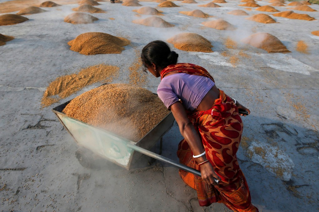 A worker carries boiled rice in a wheelbarrow to spread it for drying. Photo: Reuters