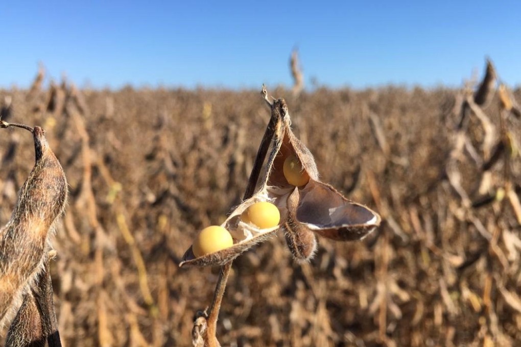 A soybean plantation. Photo: Reuters