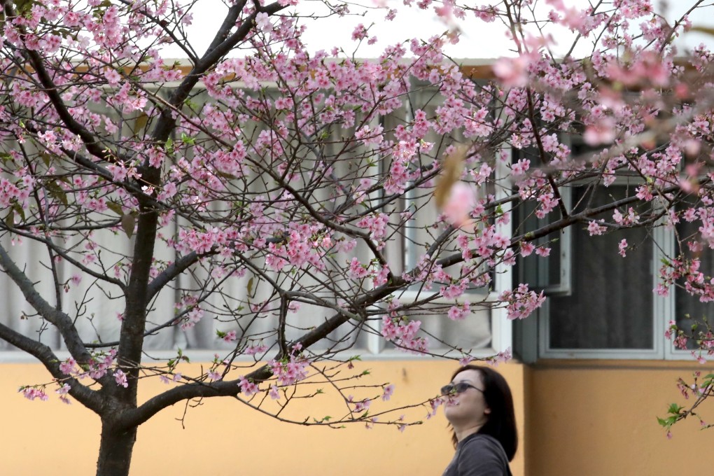 Cherry blossom at the Chinese University of Hong Kong in Sha Tin on Saturday. Photo: Felix Wong