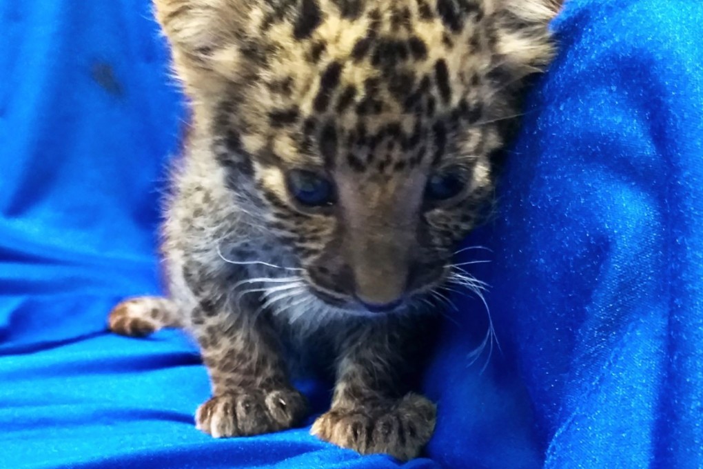 The leopard cub “appeared to be weak”, said an official. Photo: Handout