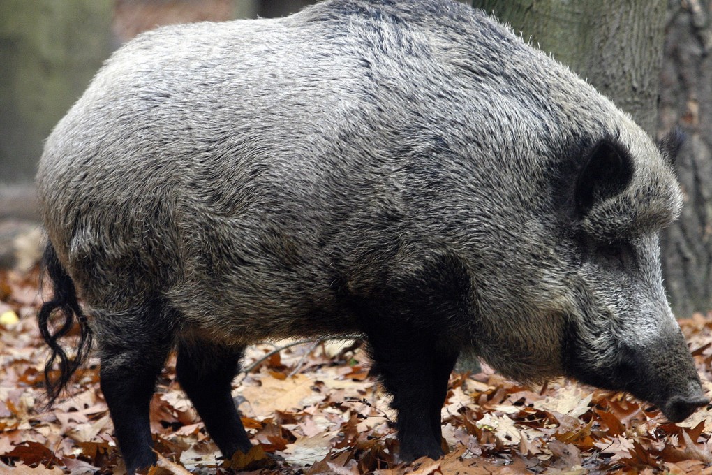 A wild boar scavenging for food. Photo: Bloomberg