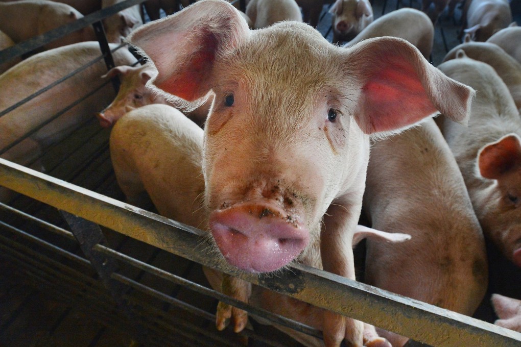 Pigs have been central to Chinese cuisine for thousands of years. Photo: TNS