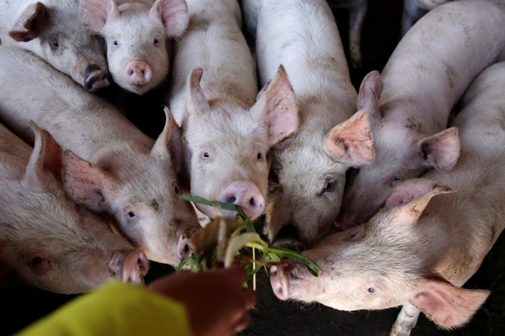 China’s small pig farmers have been the hardest hit by the African swine fever epidemic. Photo: Reuters
