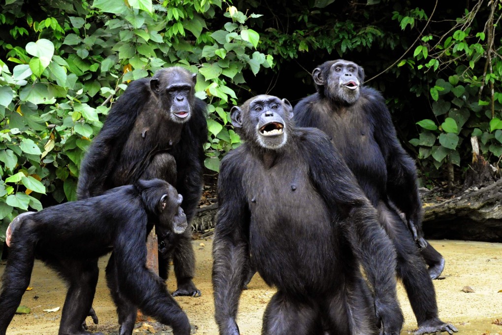 Unlike dogs and cats, humans and our fellow hominids, chimpanzees, have lost the ability to cock their ears in response to sounds. The auricular muscles are still there, they just don’t work. Photo: AFP