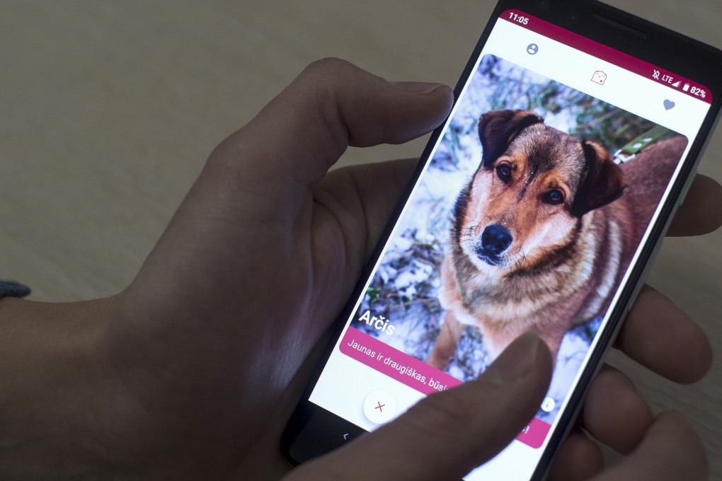 A man looks at the GetPet app that helps people find dogs in animal shelters in Vilnius. Photo: AP