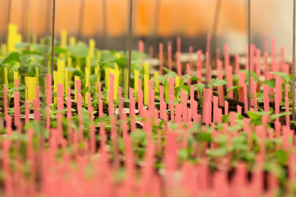 Traders say cargoes of Canadian canola have taken longer to clear Chinese customs. Photo: Reuters