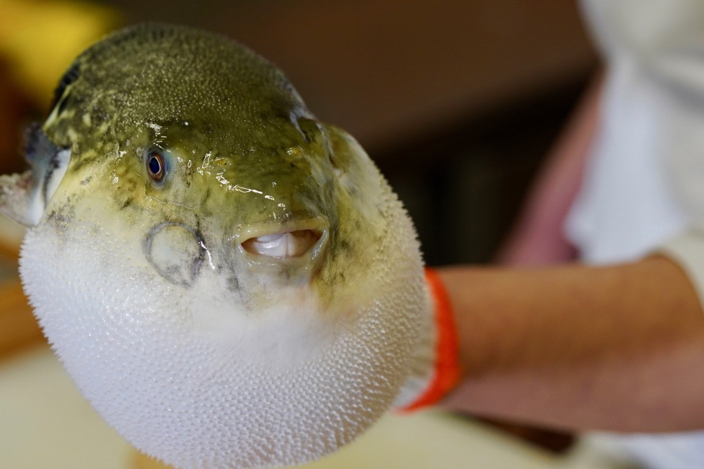 Pufferfish is a deadly delicacy in Japan but a safe one in China. Photo: Tom Wang