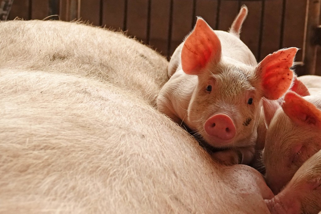 A piglet looks for a spot at its mom’s table at a pig farm in Zhoukou, Henan province, in China on June 3, 2018. Photo: REUTERS