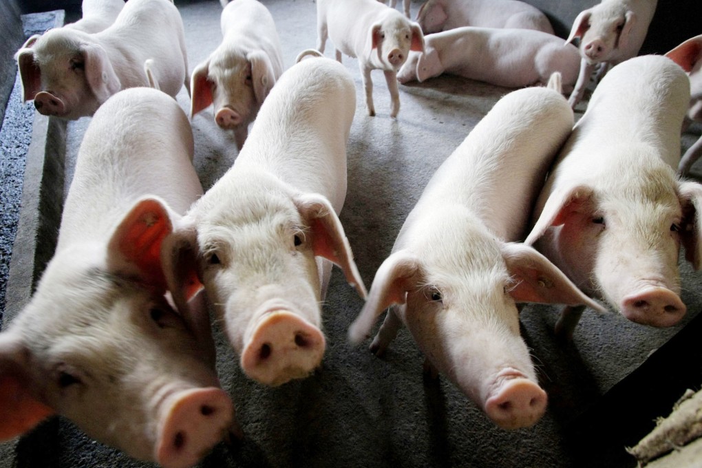 Pigs at a breeding farm in Changzhou, in China’s Jiangsu province. Of the country’s 90 indigenous pig varieties, 37 are nearing extinction. Photo: AP