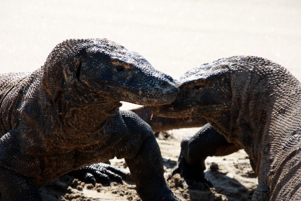 Komodo dragons, the world’s largest lizards, are getting smaller. Why? Because people are poaching their prey in Komodo National Park, in Indonesia.