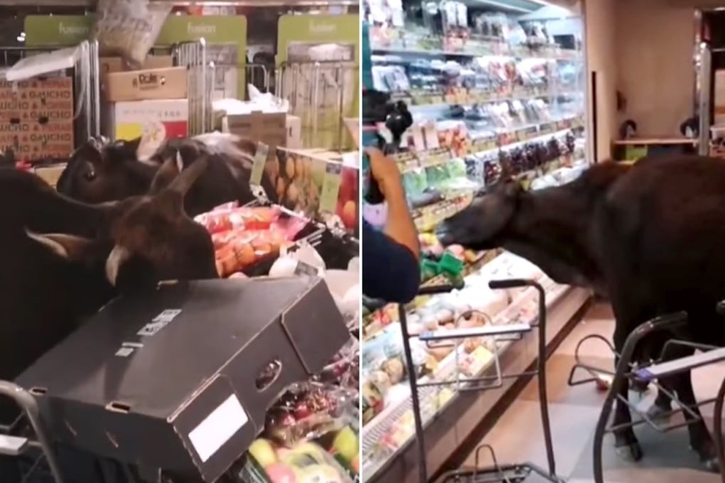 Screen grabs from a Facebook video showing a group of hungry bulls in a ParknShop in Mui Wo. Source: Facebook