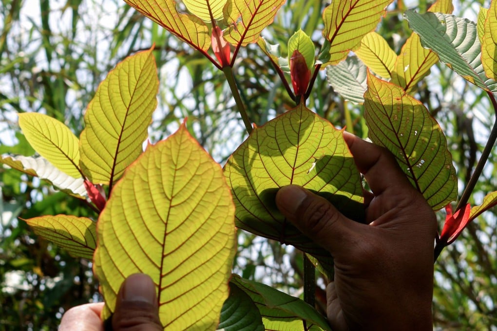 Kratom leaves at a farm in Pontianak. Photo: AFP