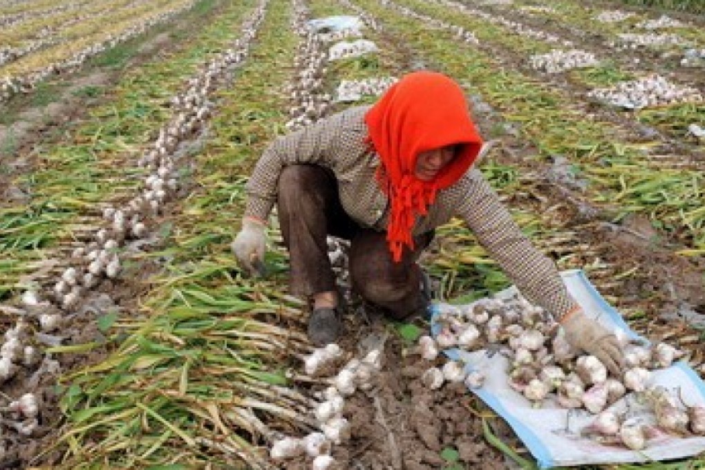 A garlic farmer in Jinxiang county, in the eastern Chinese province of Shandong, heart of the world’s largest garlic growing region. Photo: Xinhua