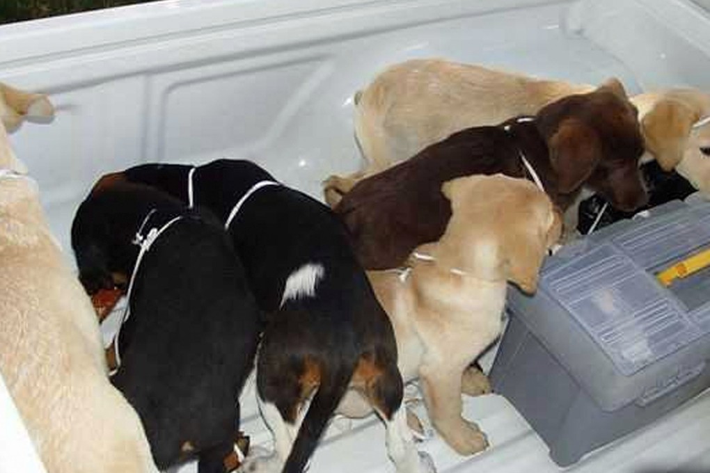 This 2005 photo provided by US Drug Enforcement Administration officials shows puppies rescued from a farm in Colombia destined for use by a veterinarian working for a Colombian drug trafficking ring. Veterinarian Andres Lopez Elorez used the puppies to smuggle packets of liquid heroin on commercial flights to New York City, where the heroin packets were eventually cut out of the puppies, who died in the process, officials said. Photo: AP