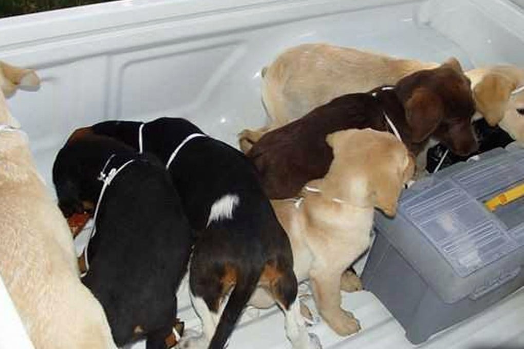 This 2005 photo provided by US Drug Enforcement Administration officials shows puppies rescued from a farm in Colombia destined for use by a veterinarian working for a Colombian drug trafficking ring. Veterinarian Andres Lopez Elorez used the puppies to smuggle packets of liquid heroin on commercial flights to New York City, where the heroin packets were eventually cut out of the puppies, who died in the process, officials said. Photo: AP