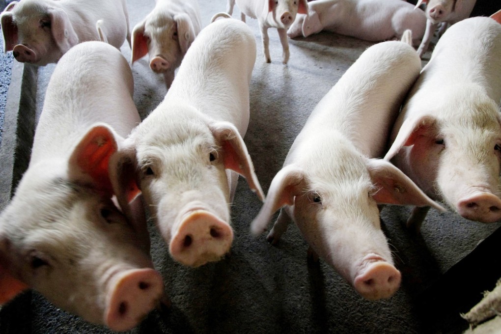 More than 1 million pigs have been killed in China’s African swine fever outbreak. Photo: AP