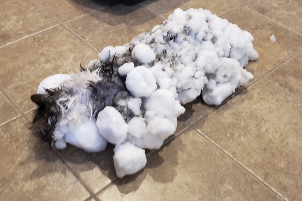 This January 31 photo shows Fluffy the cat after being found in a Montana snowbank outside her owner’s home. Photo: AP