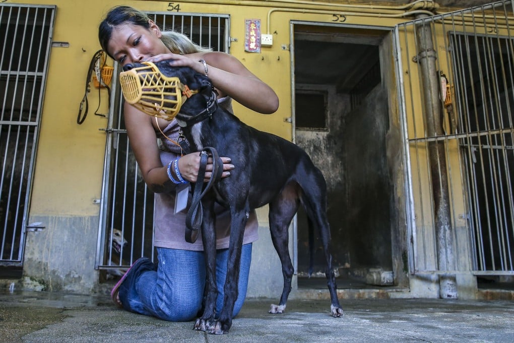 Zoe Tang Wing-yan, a board member of animal rights group Anima Macau, with one of the greyhounds at the now defunct Macau Canidrome. Photo: Dickson Lee