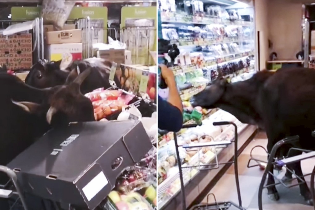 A group of stray bulls were filmed roaming through a ParknShop in Mui Wo, helping themselves to fruit displayed in cold storage units and shelves. Photo: Facebook