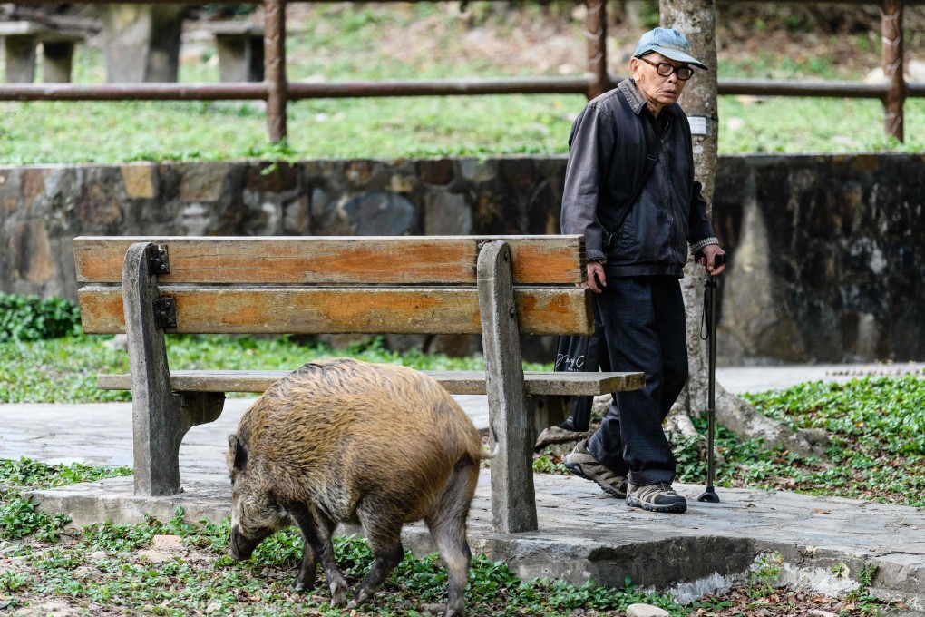 An elderly man walks past a wild boar in Aberdeen Park, Hong Kong. Most of us will spend 30 per cent or more of our lives in retirement, with many remaining physically and mentally healthy. Placing the burden of support solely on the younger generation would be economically disastrous. Photo: AFP