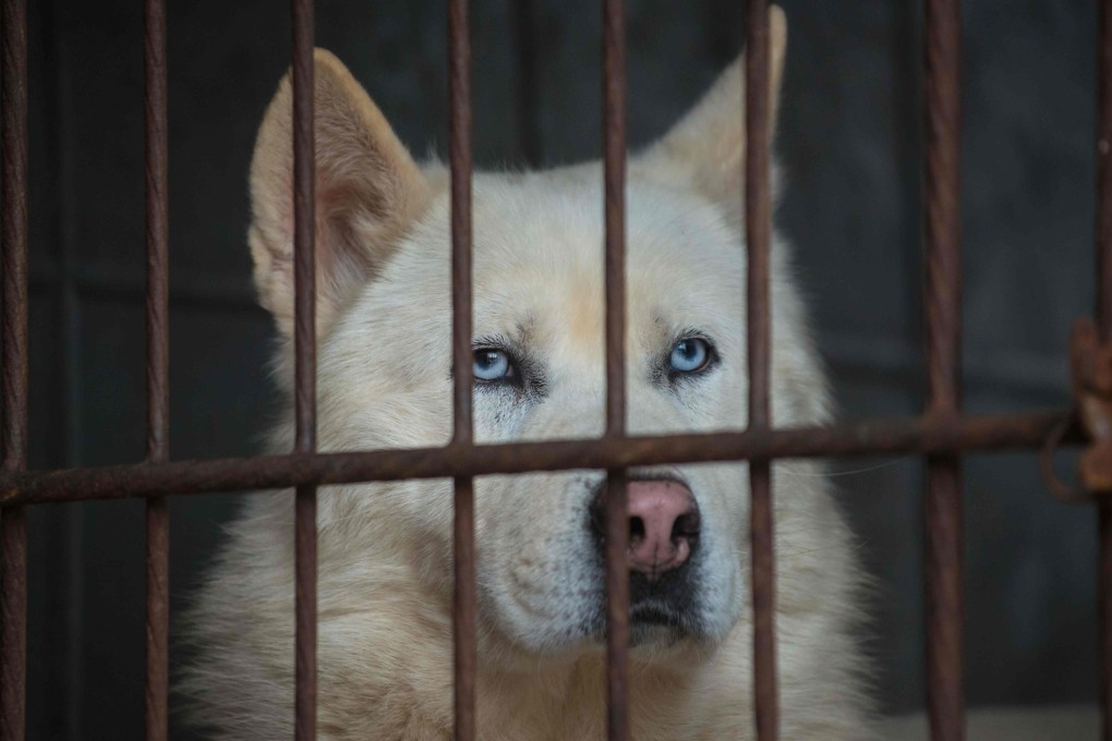 A dog looks out from a cage at a dog farm in Wonju, southeast of Seoul. Photo: AFP