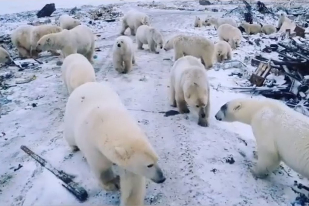 Polar bears gather at a rubbish dump in the Novaya Zemlya archipelago. Photo: Instagram