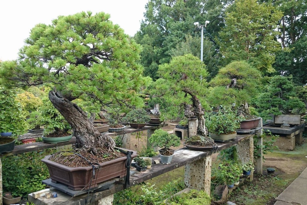 Thieves stole a rare 400-year-old bonsai from a Japanese garden. The  grief-stricken owner offered care instructions | South China Morning Post