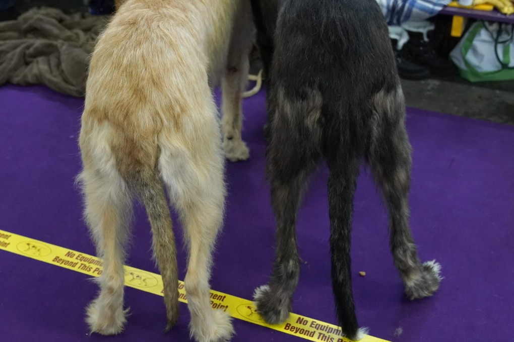 Australian Shepherds are seen in the benching area during the Daytime Session in the Breed Judging across the Hound at the 143rd Annual Westminster Kennel Club Dog Show. Photo: AFP