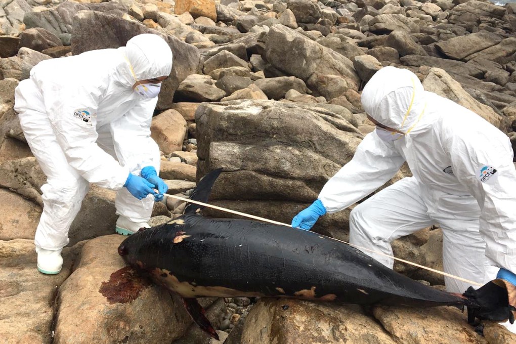 Members of the Ocean Park Conservation Foundation’s Cetacean Stranding Response Team measure the carcass of an adult male finless porpoise on Tap Mun island. Photo: Ocean Park Conservation Foundation, Hong Kong